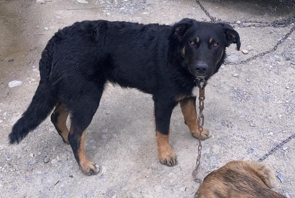 Disappearance alert Dog miscegenation Male , 2 years Châteauroux-les-Alpes France