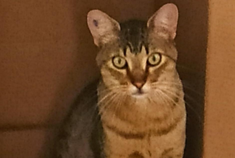 Alerta de Desaparición Gato cruce Macho , 5 años Nice Francia