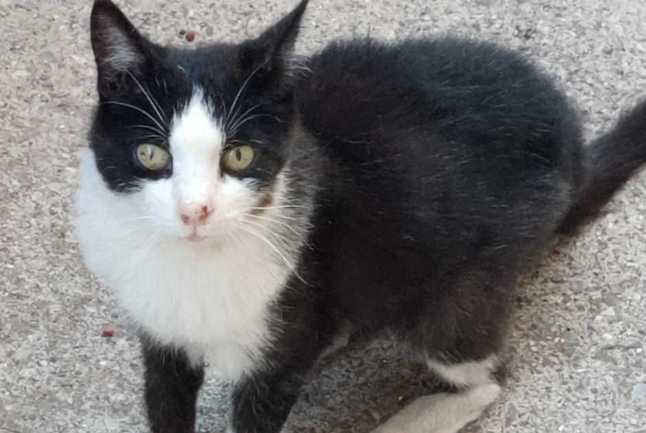 Alerta de Desaparición Gato Hembra , 16 años Sète Francia