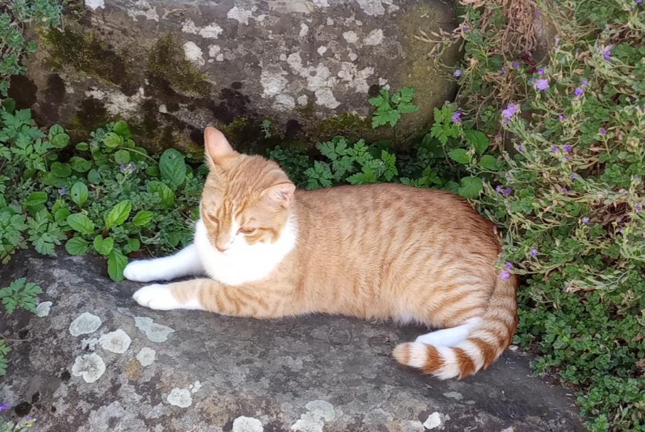 Alerta de Desaparición Gato  Macho , 1 años Francheville Francia