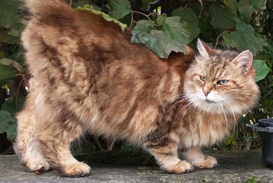 Alerte Découverte Chat Inconnu Grenoble France