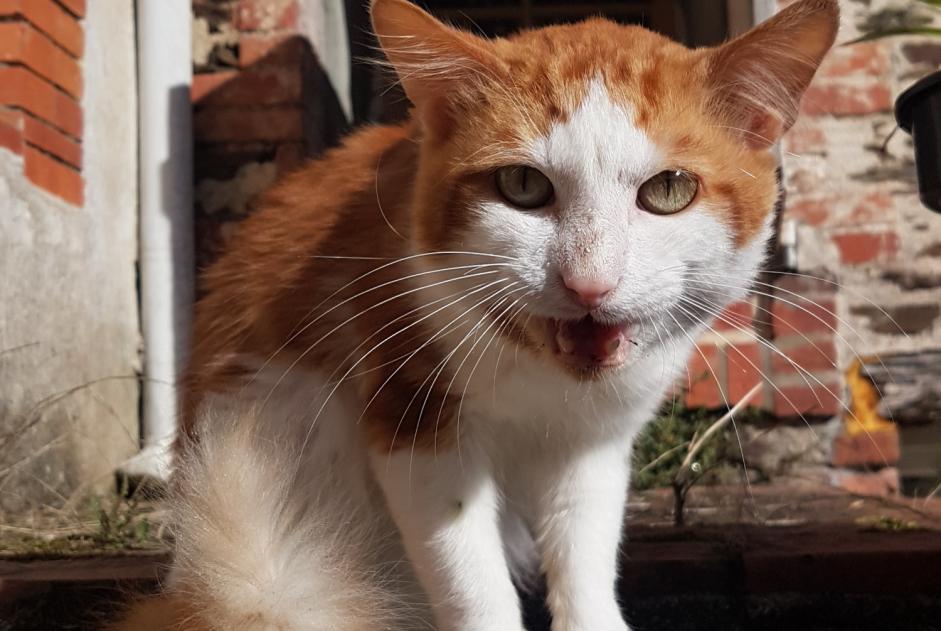 Alerte Découverte Chat croisement Mâle Saint-Vincent-sur-Graon France