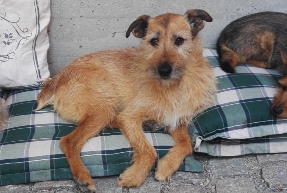 Avviso scomparsa Cane incrocio di razze Maschio , 14 anni Kunheim Francia