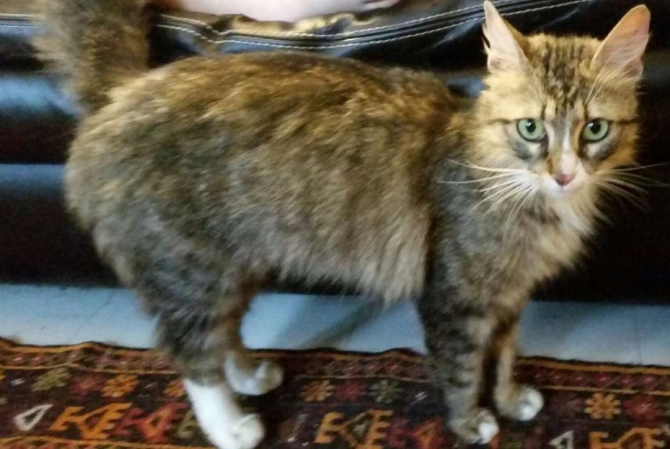 Avviso scomparsa Gatto Femmina , 7 anni Reims Francia