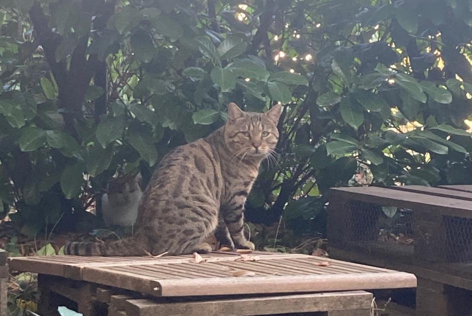 Ontdekkingsalarm Kat Mannetje Lyon Frankrijk