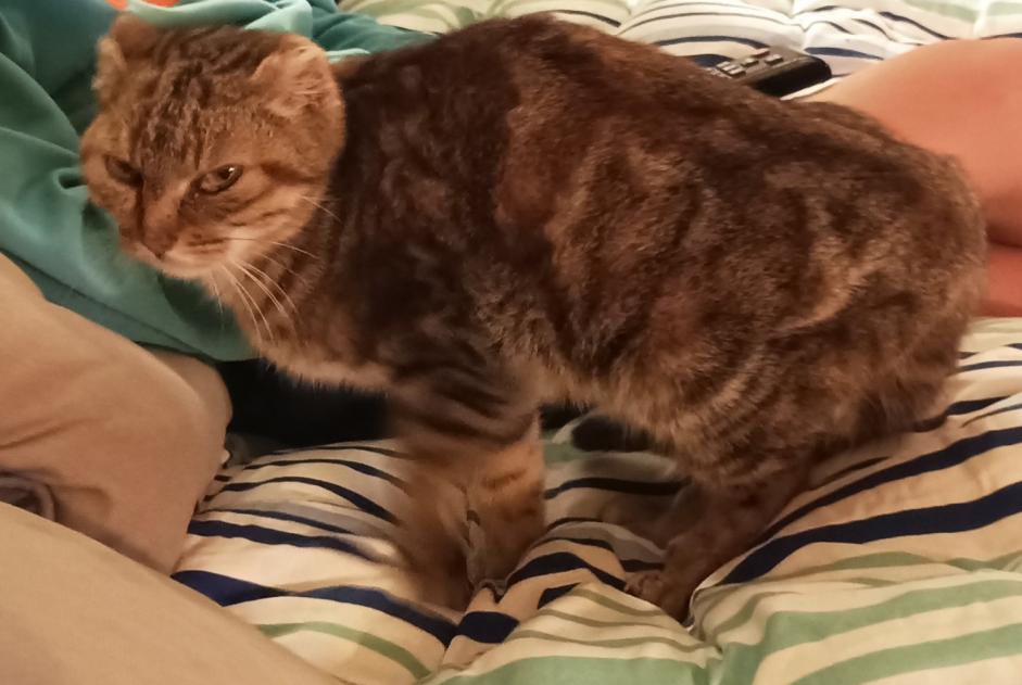 Alerta descoberta Gato Fêmea Plouër-sur-Rance France